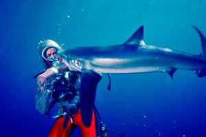 An underwater color photograph from 1982 of Valerie Taylor, a white woman, wearing a chain mail suit being bitten on the arm by a shark. Her pants are red and the top is sparkly. Courtesy of Ron & Valerie Taylor.